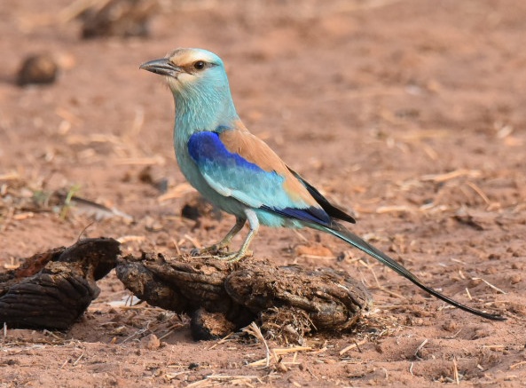 best bird guides in The Gambia and Senegal
