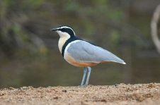 best bird guides in The Gambia and Senegal