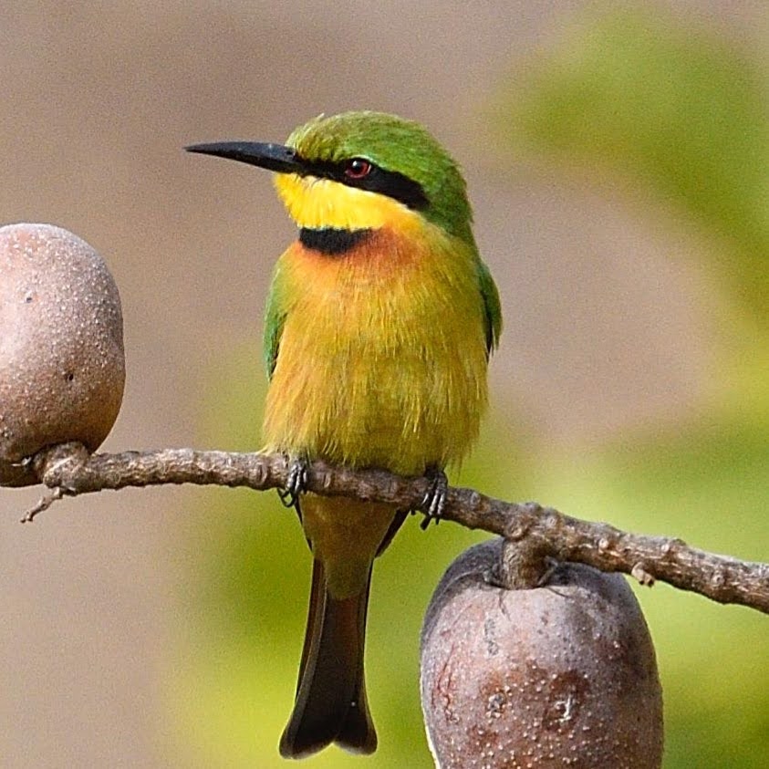 Gambia Birding Tour Package